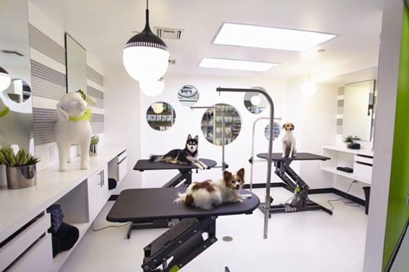 Peluquería Canina Moderna